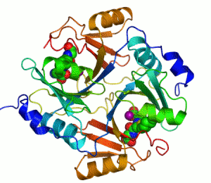 Human glyoxalase enzyme