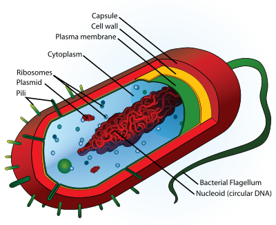 Prokaryotic cells lack