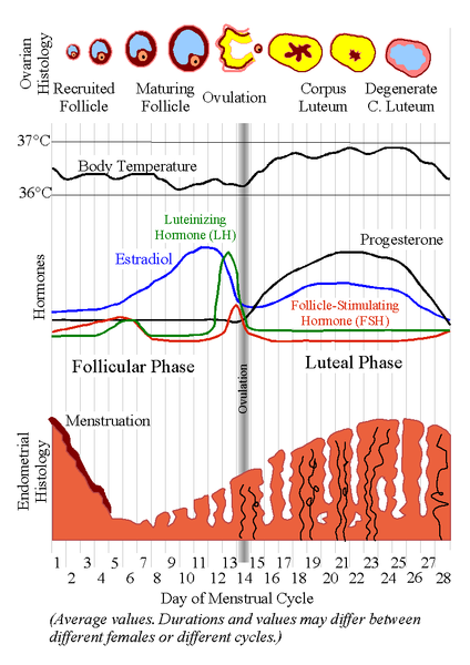 Typical Menstrual Cycle Chart